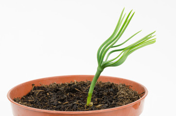 1 wöchiger Pinien-Sämling entfaltet sich