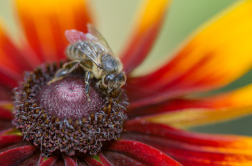 bee, blossom, chamomile, daisy, flower, matricaria, natural, plant, summer