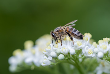 bee, blossom, chamomile, daisy, flower, matricaria, natural, plant, summer