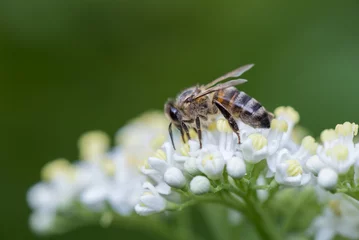 Fotobehang bee, blossom, chamomile, daisy, flower, matricaria, natural, plant, summer © murgvi