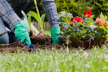 Fototapeta premium Planting flowers in the garden home
