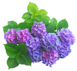 blue and violet hortensia flowers with green leaves isolated on white background