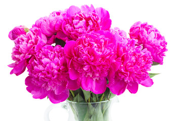 Bright pink peony flowers bouquet close up isolated on white background