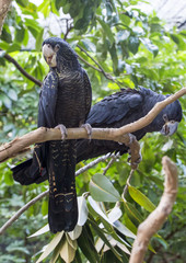 Pair of Australian Black Cockatoos in their natural habitat