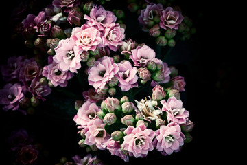 Flower vintage blur and little noise.