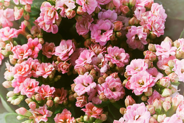 Flower vintage blur and little noise.