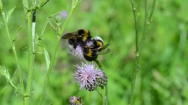 Dunkle Erdhummel (Bombus terrestris) zwei Hummeln auf einer Bl&uuml;te der Distel