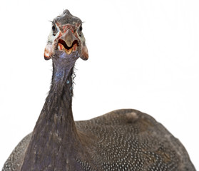 guinea fowl - Numida meleagris f. domestica