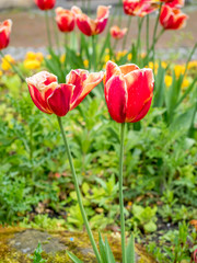 Red tulips