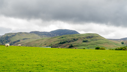 Sheep in countryside