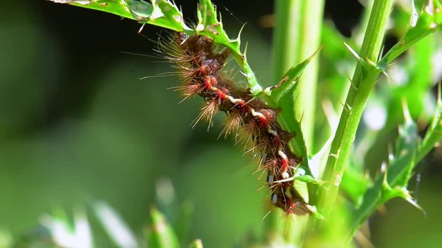 Raupe des Schmetterlings Ampfer-Rindeneule (Acronicta rumicis) frisst Blätter an einer Distel