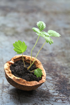 Growing plant concept. nut shell with young sprouts. Shabby rusty background. Ecology scene photo. macro close-up. soft focus. vertical