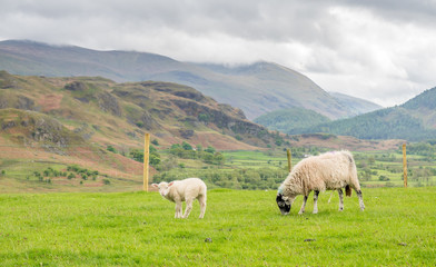 Obraz premium Sheep in countryside