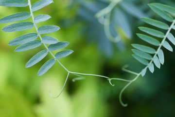 Connection concept image. Two interconnected plants with green leaves. Soft and blurry background....