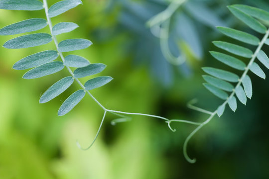 Connection concept image. Two interconnected plants with green leaves. Soft and blurry background. macro view.