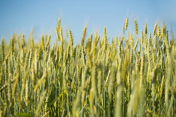 Fototapeta premium Golden wheat spikelets on field