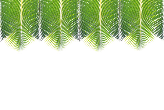 Coconut leaf isolated white background