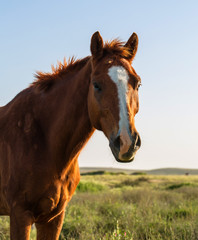 portrait horse