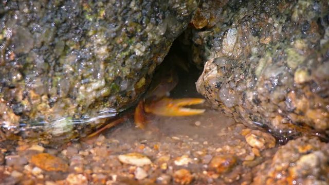 Extreme closeup of a tiny, colorful crab, excavating coarse sand and rocks from a crevice to hide himself under the shallow water of a pool. Video 4k