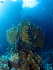 Naklejka na ściany i meble Pathways of the reef at Dangerous Reef, St John's reefs, Red Sea