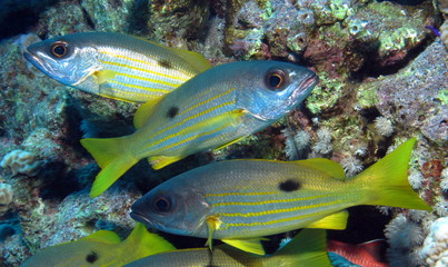 Fototapeta na wymiar Ehrenberg's Snapper, Lutjanus ehrenbergi at Dangerous Reef, St John's reefs, Red Sea, Egypt #SCUBA