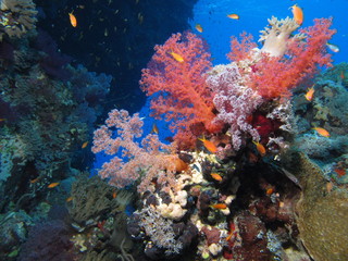 Fototapeta na wymiar Pastel colours at Gota Kebir, St John's reefs, Red Sea, Egypt