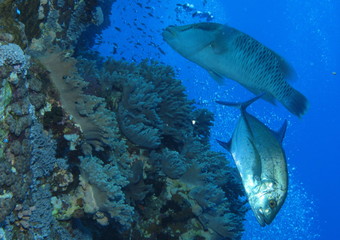 Trevally and napolean wrass on reef wall at Gota Kebir, St John'