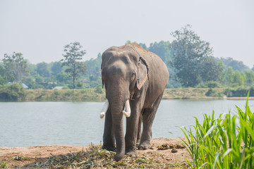 Obraz premium background elephant