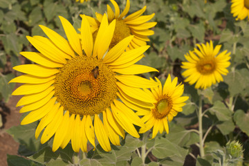 Sunflower with bee.