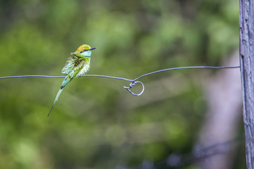 Green bee-eater in Bardia national park, Nepal