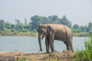 Obraz premium background elephant