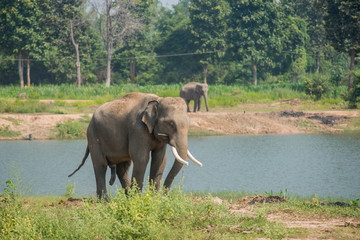 Fototapeta na wymiar background elephant