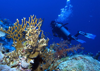 Fototapeta na wymiar Diver with bubbles and corals at Habili Ali, St John's reefs, Red Sea, Egypt