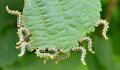 beautiful caterpillars