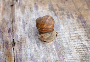 edible snail