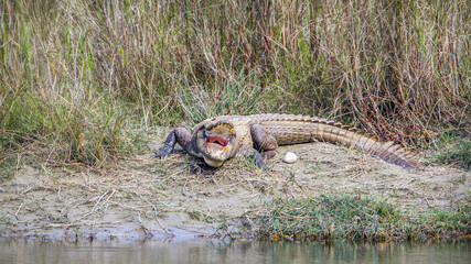 Mugger Crocodile in Bardia national park, Nepal
