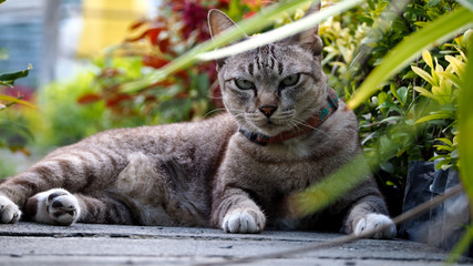 Tabby Cat  Crouching