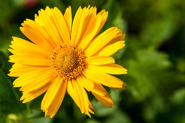 Yellow flower