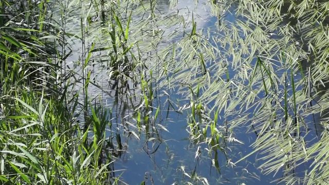 Libellen &uuml;ber dem Wasser