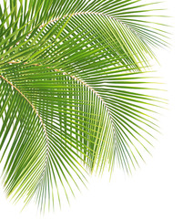 Coconut leaf isolated white background