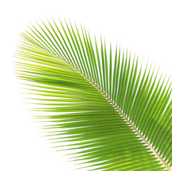 Coconut leaf isolated white background