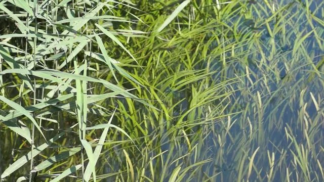 Libellen &uuml;ber dem Wasser