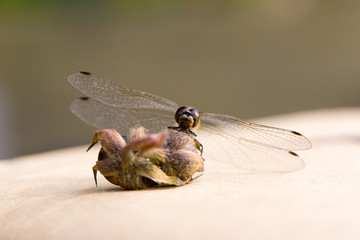 Beautiful dragonfly with transparent wings