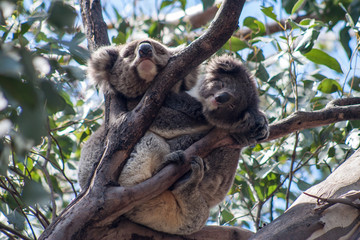 Koala on Kangaroo Island