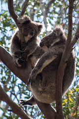 Koala on Kangaroo Island