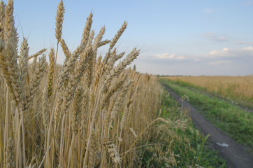 wheat field in Sunny day