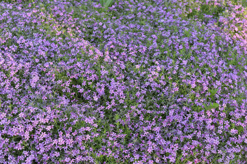 Naklejka premium Beautiful pink flowers background