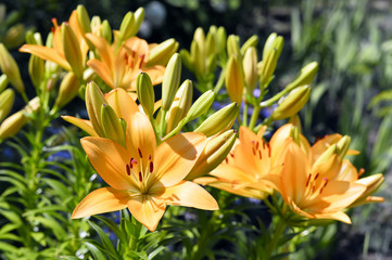 Fototapeta premium Flowering ornamental yellow lily in the garden closeup