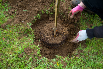 Baum pflanzen 