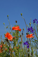 Red poppy flowers in summer meadow over blue sky